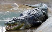 Wild Saltwater Crocodile Whole Catch to Order