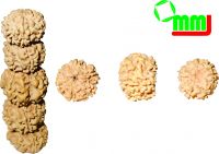 Rudraksha