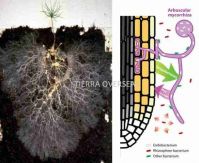 VAM-Vesicular Arbusclar Mycorrhiza