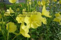 Evening Primrose Extract