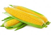 Corn