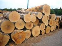 Teak Logs