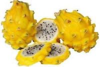 Pitahaya also called Dragon Fruit