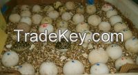 Parrots and Parrot Chicks And Fertile parrot Eggs For Sale