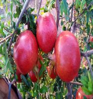 Fresh Pomegranates