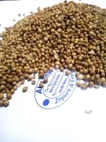 Coriander Seeds