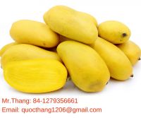 Fresh Mango - Premium Quality and Cheap Price Mango