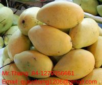 High Quality Mango in Vietnam - Fresh Hoa Loc Mango