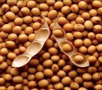 Soybeans