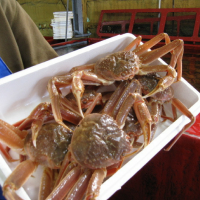 Live Snow Crab / Live Red King Crabs / Live Lobsters / Canadian Lobsters 