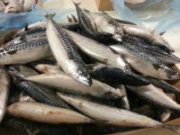 Frozen Atlantic Mackerel Fish / Scomber scombrus / Norway Mackerel / Premium Mackerel 