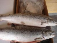 Whole Fresh Frozen Salmon Fish / Salmon Fish From Norway