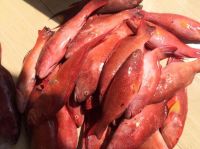 Hot Sale Frozen Grey Mullet Fish at Low Price / Red Mullet Fish / Frozen sea bream 