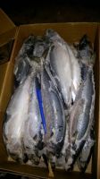 Frozen Horse Mackerel / Spanish Mackerel /  Indian Mackerel / Norway Mackerel / Premium Mackerel  / Mackerel Fillet 