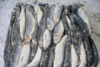 Top Quality Frozen Mackerel Fish 