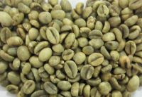 ROBUSTA COFFEE BEANS GRADE 1/S16