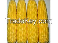 WAXY CORN