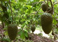 GHABANA SOURSOP