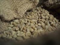 Arabica Coffee Beans for Sale