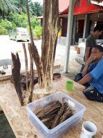 Agarwood Chips