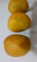 Fresh Alphonso and Kesar Mangoes