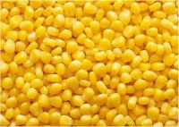 Yellow Corn from Russia (North Osetia)