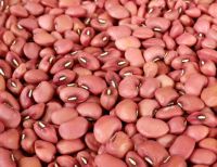 RED COW PEAS