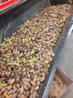 Pecan Nuts