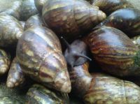 BIG AFRICAN SNAILS