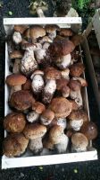 https://es.tradekey.com/product_view/Boletus-Edilus-fungi-Porcini-Chantelle-9072851.html