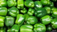 organic green pepper