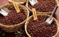 Coffee robusta