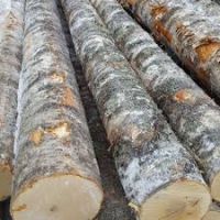 Birch Logs