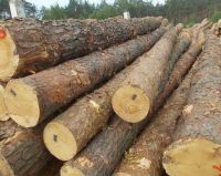 Pine wood Logs