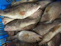 Frozen Grouper Fish/ frozen grouper fish fillet/ grouper fish fillet