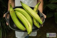 Organic Green Plantain