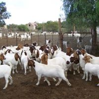 Boer Goats, Live Sheep, and Cows,Cattle, Lambs For Sale 