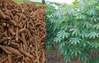 Fresh Cassava