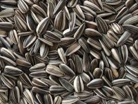 Grade A sunflower seeds