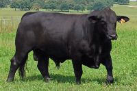 Native Aberdeen Angus Cattle breed