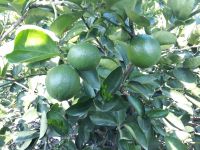 fresh seedless lime