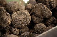 https://jp.tradekey.com/product_view/Best-Natural-Truffles-From-Italy-9060425.html