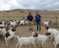 Boer Goats