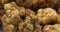 https://fr.tradekey.com/product_view/Best-White-Truffles-From-Italy-9060423.html