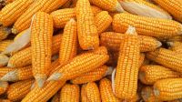 High quality Corn from Madagascar