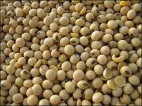 Best Soybeans