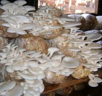Fresh Mushrooms from Turkey