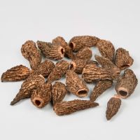 Dried Morels (Morchella Conica)