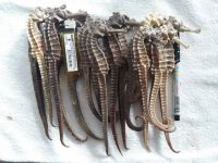 Dried Seahorse