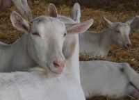 High Milking Goats from Turkey